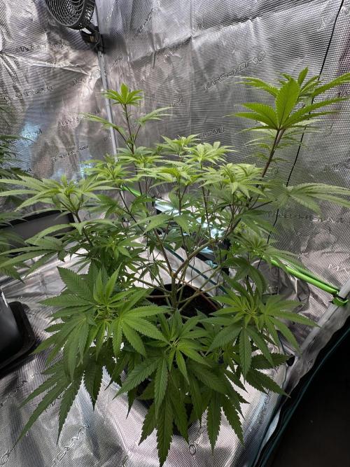 Jealousy 2026. Week 8 - Week 1 flowering - Day 5 of flowering & Day 61 of life
