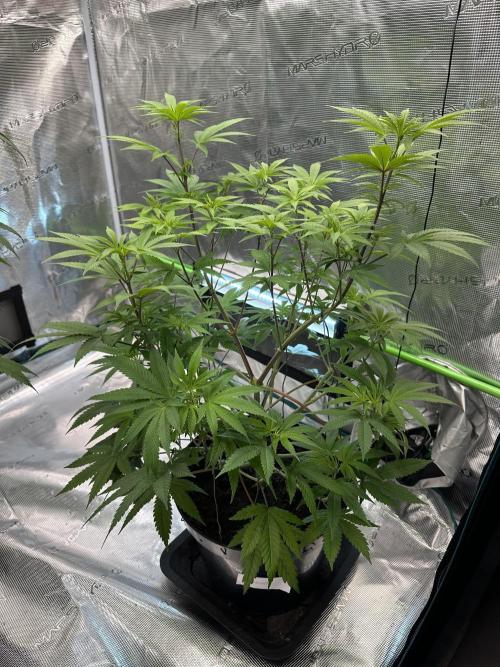 Jealousy 2026. Week 8 - Week 1 flowering - Day 5 of flowering & Day 61 of life
