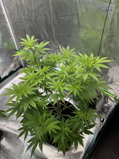 Jealousy 2026. Week 8 - Week 1 flowering - Day 5 of flowering & Day 61 of life
