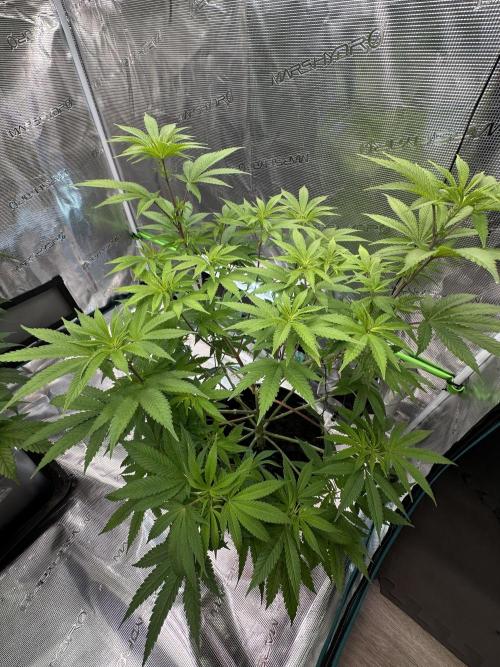 Jealousy 2026. Week 8 - Week 1 flowering - Day 5 of flowering & Day 61 of life
