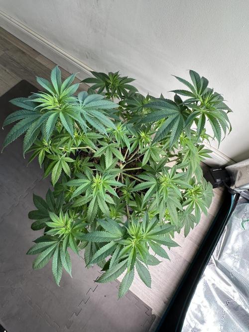 Apple blossom 2026. Week 8 - Week 1 flowering - Day 5 of flowering & Day 61 of life

