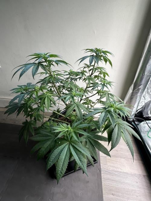 Apple blossom 2026. Week 8 - Week 1 flowering - Day 5 of flowering & Day 61 of life