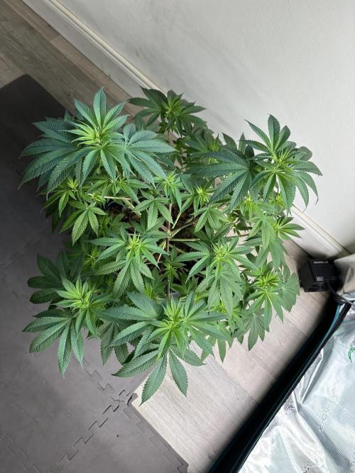 GT 120x120x200cm(4'x4'x6.5'). Week 8