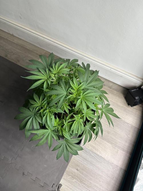 Black Gum 2026. Week 8 - Week 1 flowering - Day 5 of flowering & Day 61 of life
