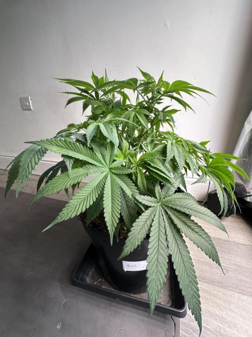 Black Gum 2026. Week 8 - Week 1 flowering - Day 5 of flowering & Day 61 of life
