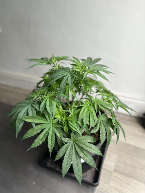 Black Gum 2026. Week 8 - Week 1 flowering - Day 5 of flowering & Day 61 of life
