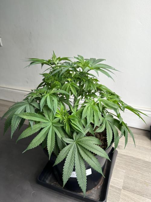 Black Gum 2026. Week 8 - Week 1 flowering - Day 5 of flowering & Day 61 of life
