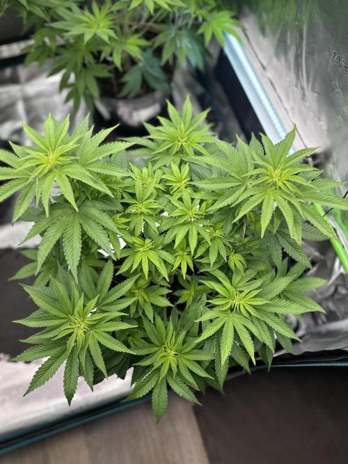 Lemon Cherry Pie 2026. Week 8 - Week 1 flowering - Day 6 of flowering & Day 62 of life
