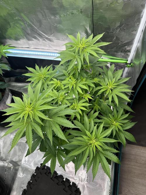 Lemon Cherry Pie 2026. Week 8 - Week 1 flowering - Day 6 of flowering & Day 62 of life