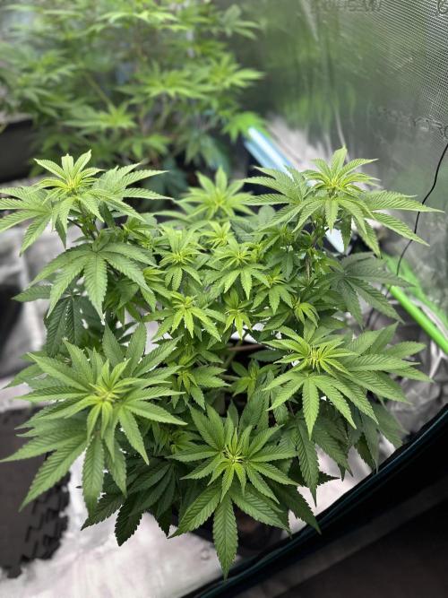 Lemon Cherry Pie 2026. Week 8 - Week 1 flowering - Day 6 of flowering & Day 62 of life