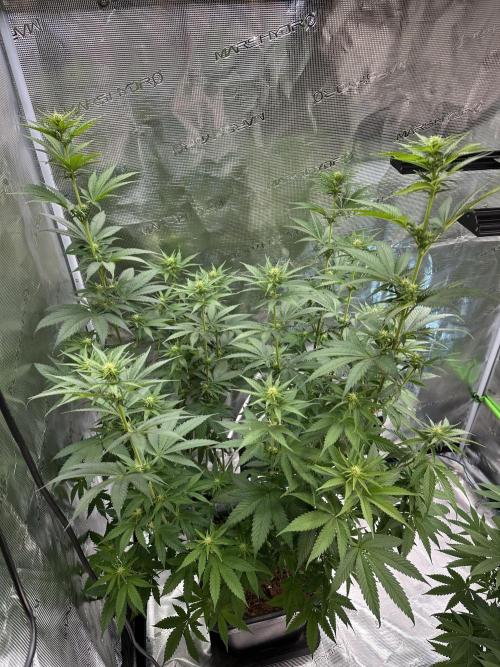 Lemon Tree 2026. Week 9 - Week 2 Flowering - day 13 of flower - day 69 of life