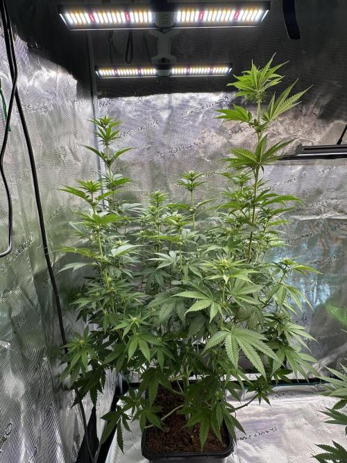 Lemon Tree 2026. Week 9 - Week 2 Flowering - day 13 of flower - day 69 of life