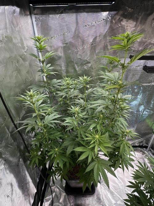 Lemon Tree 2026. Week 9 - Week 2 Flowering - day 13 of flower - day 69 of life