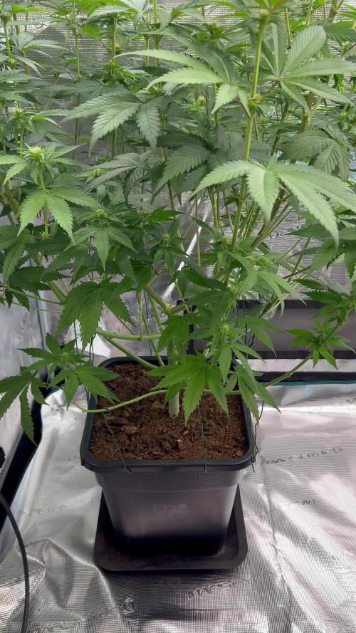 Lemon Tree 2026