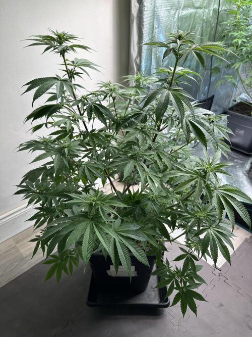Apple blossom 2026. Week 9 - Week 2 Flowering - day 13 of flower - day 69 of life