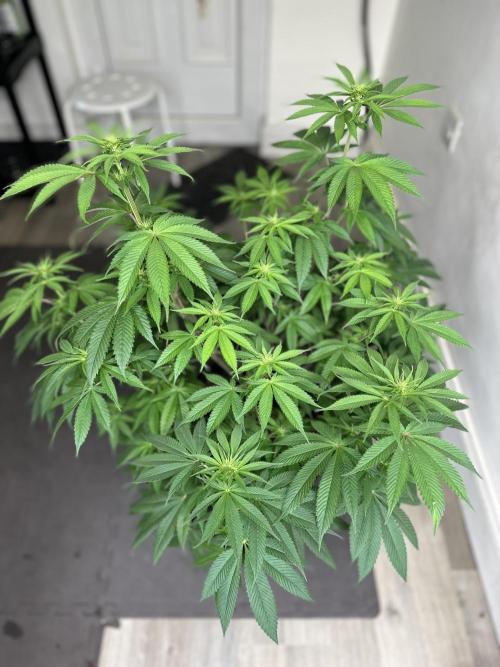 Apple blossom 2026. Week 9 - Week 2 Flowering - day 13 of flower - day 69 of life