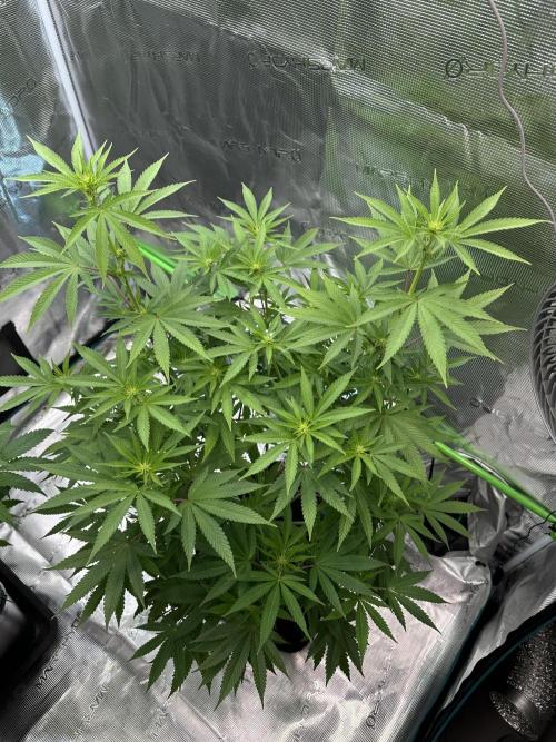 Jealousy 2026. Week 9 - Week 2 Flowering - day 13 of flower - day 69 of life