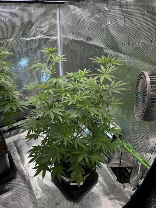 Jealousy 2026. Week 9 - Week 2 Flowering - day 13 of flower - day 69 of life