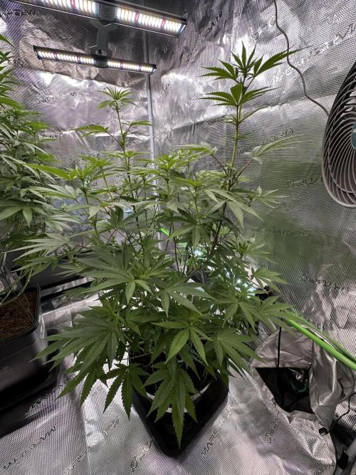 Jealousy 2026. Week 9 - Week 2 Flowering - day 13 of flower - day 69 of life