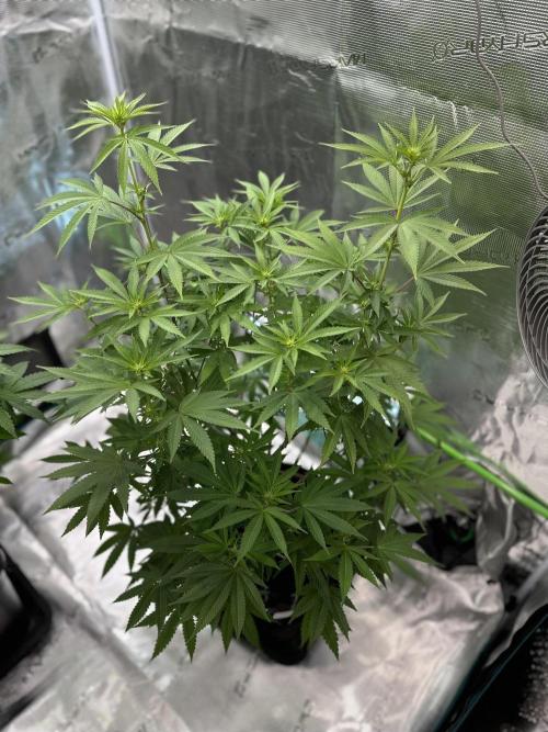 Jealousy 2026. Week 9 - Week 2 Flowering - day 13 of flower - day 69 of life