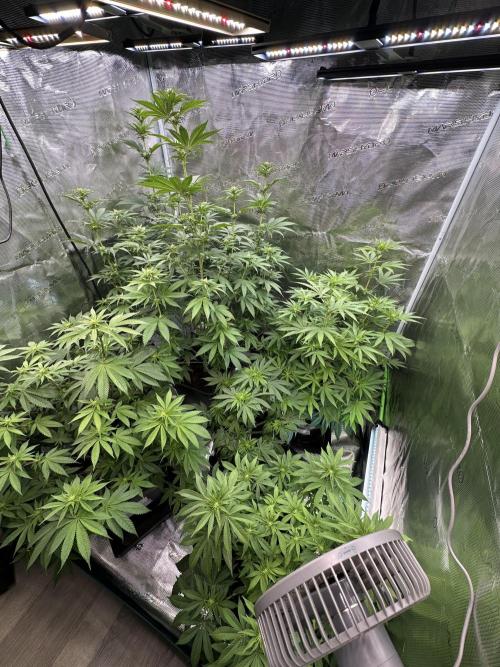Jealousy 2026. Week 9 - Week 2 Flowering - day 13 of flower - day 69 of life
Plant On the top right