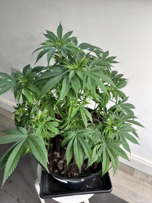 Black Gum 2026. Week 9 - Week 2 Flowering - day 13 of flower - day 69 of life