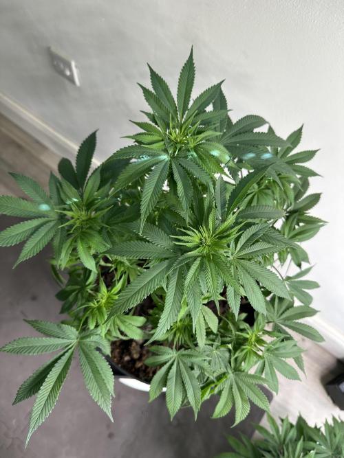 Black Gum 2026. Week 9 - Week 2 Flowering - day 13 of flower - day 69 of life