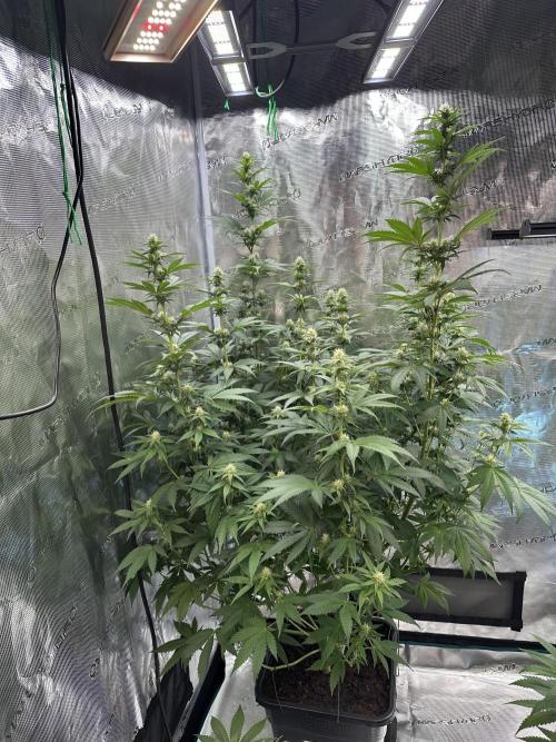 Lemon Tree 2026. Week 10 - Week 3 flower - Day 20 of Flowering and Day 76 of cycle
