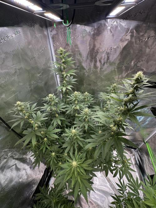 Lemon Tree 2026. Week 10 - Week 3 flower - Day 20 of Flowering and Day 76 of cycle