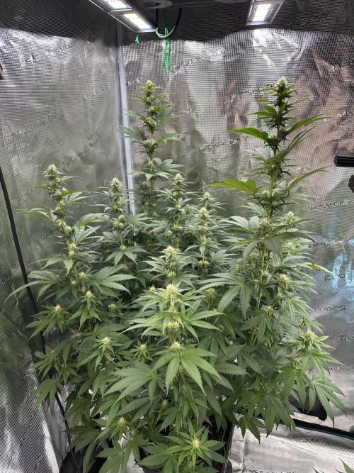Lemon Tree 2026. Week 10 - Week 3 flower - Day 20 of Flowering and Day 76 of cycle