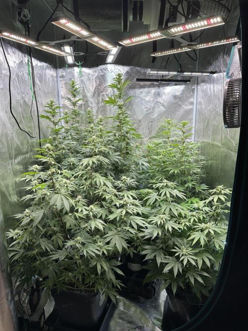 Lemon Tree 2026. Week 10 - Week 3 flower - Day 20 of Flowering and Day 76 of cycle. Top left plant