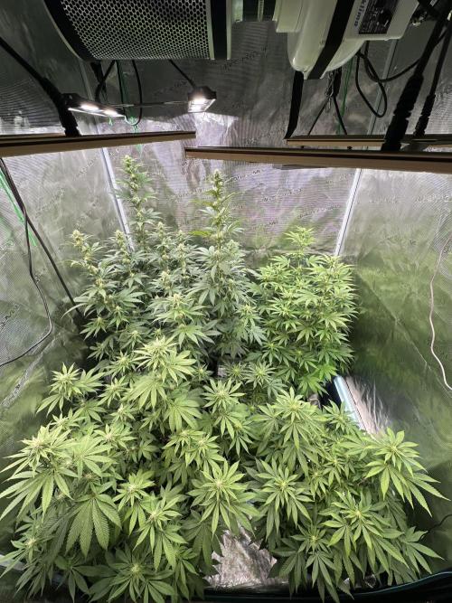 Jealousy 2026. Week 10 - Week 3 flower - Day 20 of Flowering and Day 76 of cycle