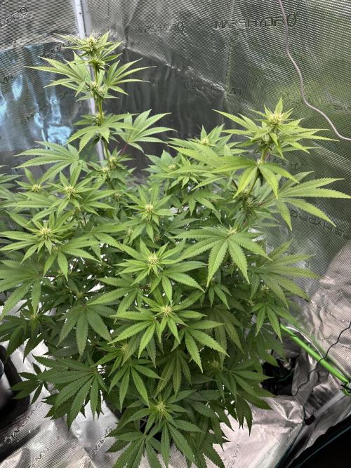 Jealousy 2026. Week 10 - Week 3 flower - Day 20 of Flowering and Day 76 of cycle