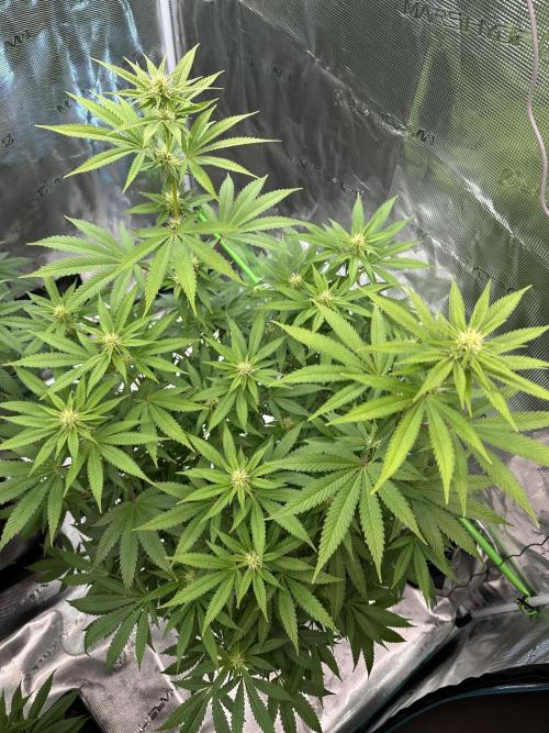Jealousy 2026. Week 10 - Week 3 flower - Day 20 of Flowering and Day 76 of cycle