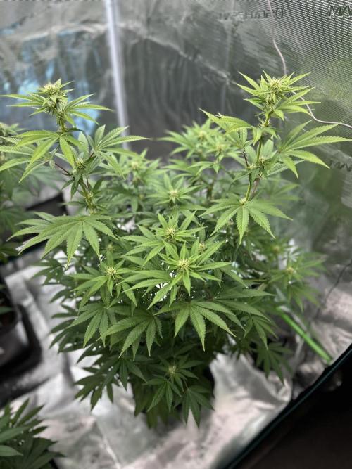 Jealousy 2026. Week 10 - Week 3 flower - Day 20 of Flowering and Day 76 of cycle