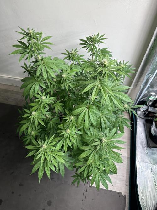 Apple blossom 2026. Week 10 - Week 3 flower - Day 20 of Flowering and Day 76 of cycle