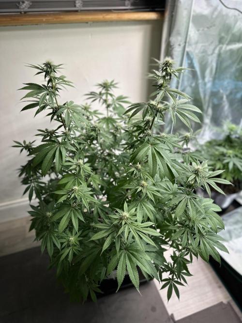 Apple blossom 2026. Week 10 - Week 3 flower - Day 20 of Flowering and Day 76 of cycle