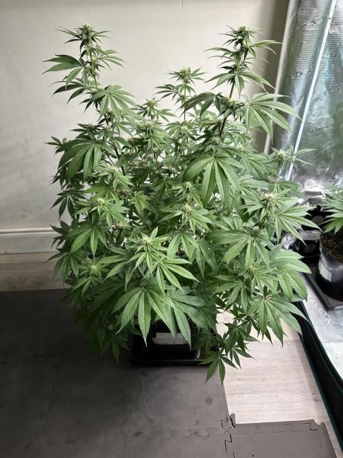 Apple blossom 2026. Week 10 - Week 3 flower - Day 20 of Flowering and Day 76 of cycle