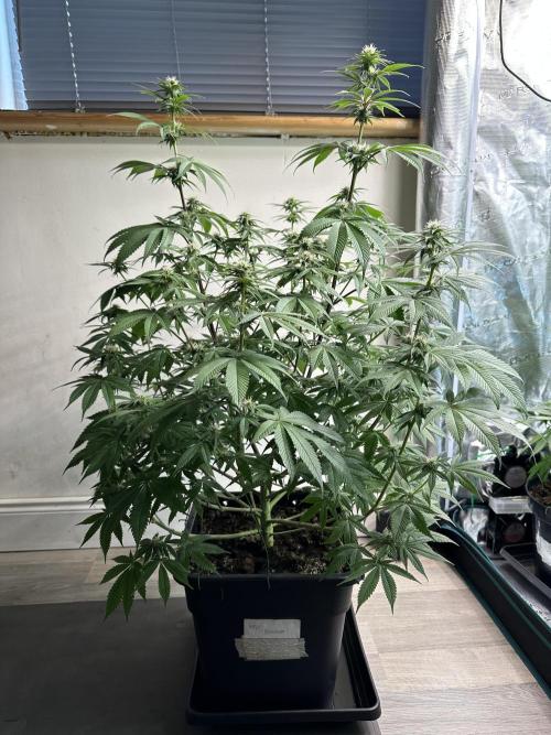 Apple blossom 2026. Week 10 - Week 3 flower - Day 20 of Flowering and Day 76 of cycle