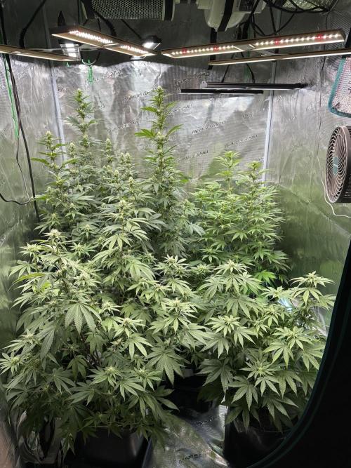 Apple blossom 2026. Week 10 - Week 3 flower - Day 20 of Flowering and Day 76 of cycle.Bottom left plant