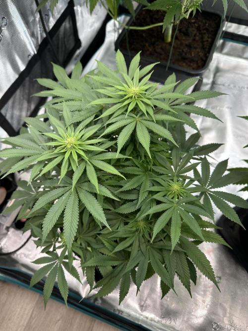 Black Gum 2026. Week 10 - Week 3 flower - Day 20 of Flowering and Day 76 of cycle