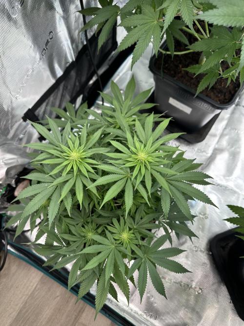 Black Gum 2026. Week 10 - Week 3 flower - Day 20 of Flowering and Day 76 of cycle