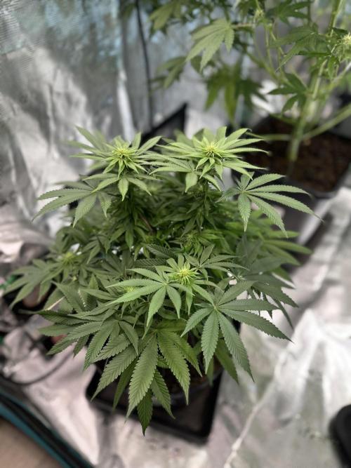 Black Gum 2026. Week 10 - Week 3 flower - Day 20 of Flowering and Day 76 of cycle