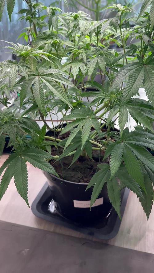 Lemon Cherry Pie 2026