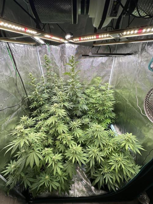 Lemon Cherry Pie 2026. Week 10 - Week 3 flower - Day 20 of Flowering and Day 76 of cycle. Plant in  bottom right