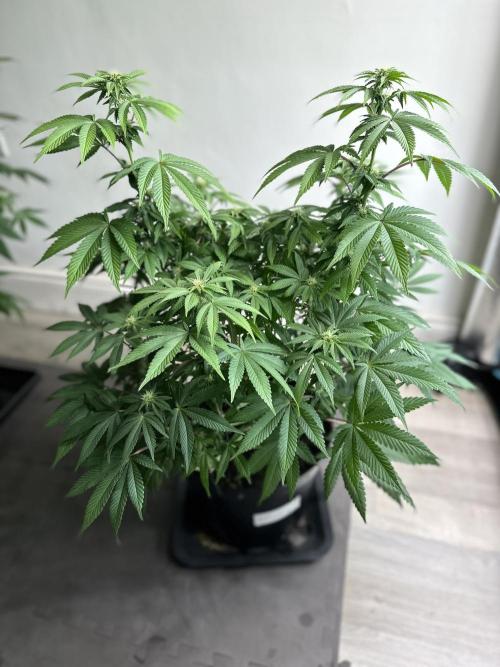Lemon Cherry Pie 2026. Week 10 - Week 3 flower - Day 20 of Flowering and Day 76 of cycle