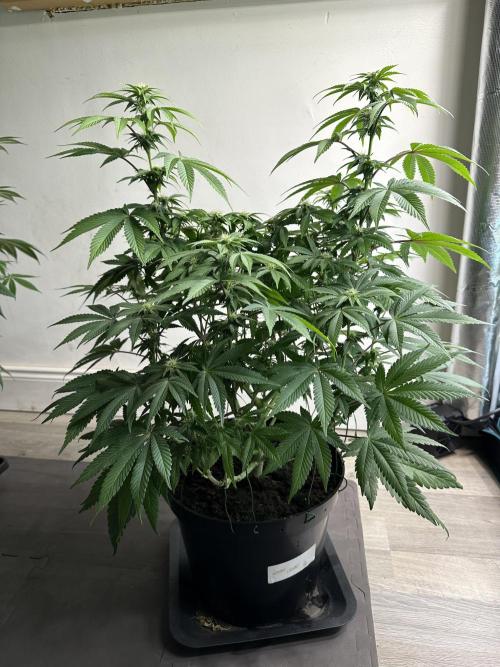 Lemon Cherry Pie 2026. Week 10 - Week 3 flower - Day 20 of Flowering and Day 76 of cycle