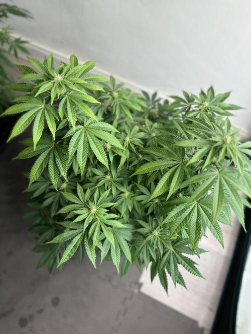 Lemon Cherry Pie 2026. Week 10 - Week 3 flower - Day 20 of Flowering and Day 76 of cycle
