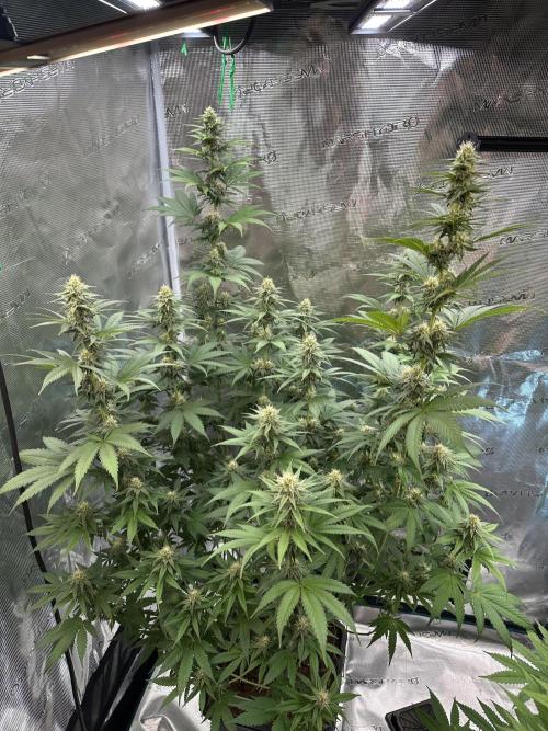 Lemon Tree 2026. Week 11 - Week 4 flower - Day 27 of flowering - Day 83 of life 