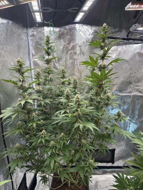 Lemon Tree 2026. Week 11 - Week 4 flower - Day 27 of flowering - Day 83 of life 